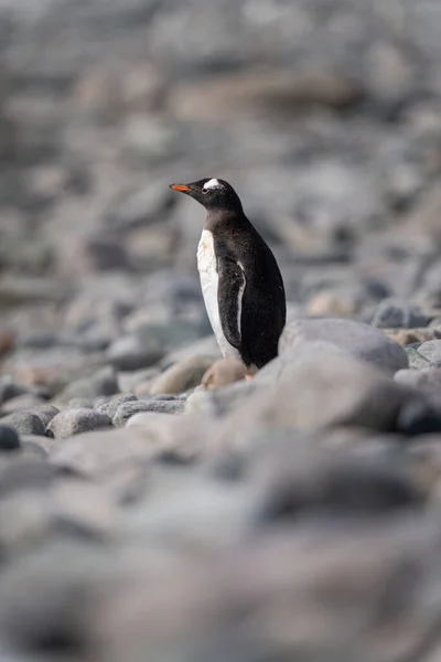Πιγκουίνος Gentoo Στέκεται Βότσαλο Στο Προφίλ — Φωτογραφία Αρχείου