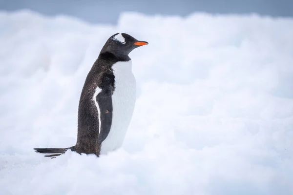 幻灯ペンギンが雪の上に立って目を閉じる — ストック写真