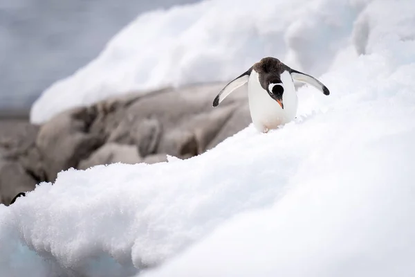 Gentoo Penguin Stands Snow Bending Head — Foto Stock