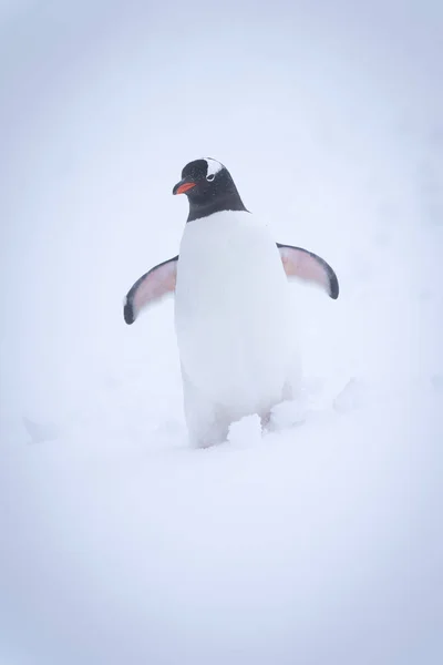 Gentoo Pingwin Stoi Stoku Śniegu — Zdjęcie stockowe