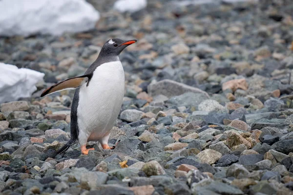 Gentoo Penguin Stands Shingle Lifting Flipper — ストック写真