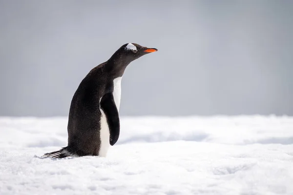 Gentoo Penguin Stands Snow Stretching Neck — ストック写真