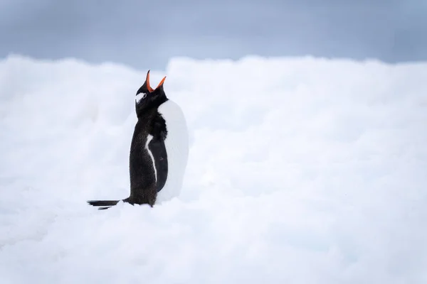 Gentoo Pinguino Sta Sulla Bocca Apertura Neve — Foto Stock