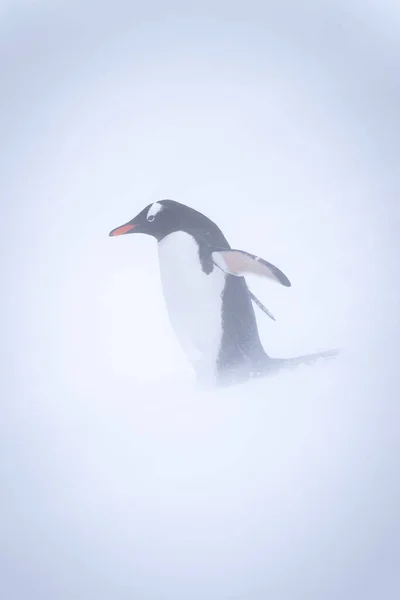 Gentoo Pinguino Sta Sulla Neve Nella Bufera Neve — Foto Stock