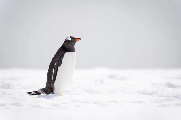 Gentoo Penguin Stands Snow Watching Camera — ストック写真