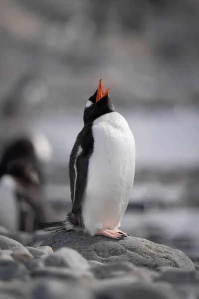 Gentoo Pinguim Fica Rochas Iluminadas Pelo Sol Gritando — Fotografia de Stock