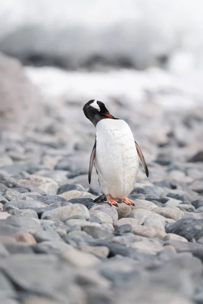 Gentoo Penguin Stands Preening Shingle Beach — ストック写真