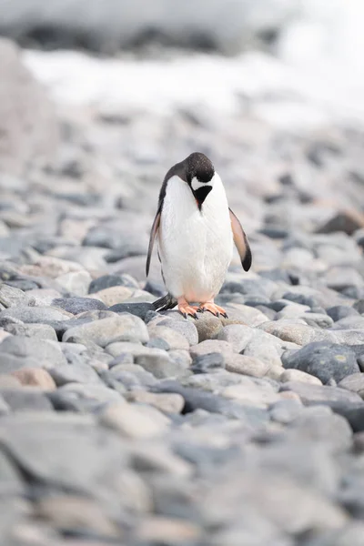Gentoo Penguin Stands Preening Sunlit Rocks — ストック写真