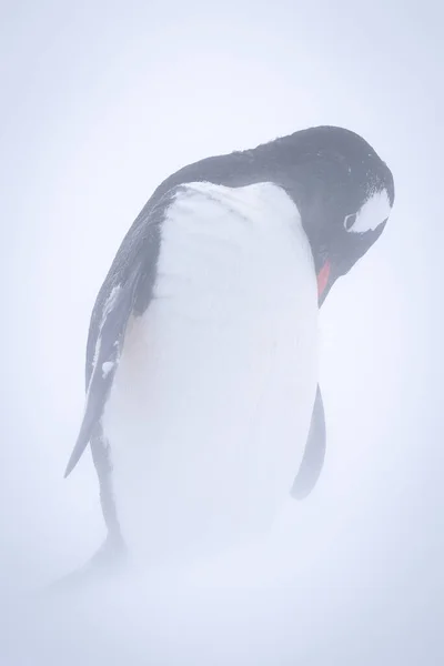 Gentoo Pingvin Áll Prédikáló Mellkas Hóviharban — Stock Fotó