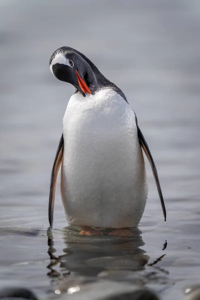 Gentoo Penguin Stands Preening Rocky Shallows — Fotografia de Stock