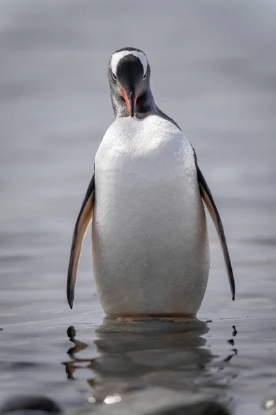 Gentoo Penguin Stands Preening Shallow Water — стокове фото