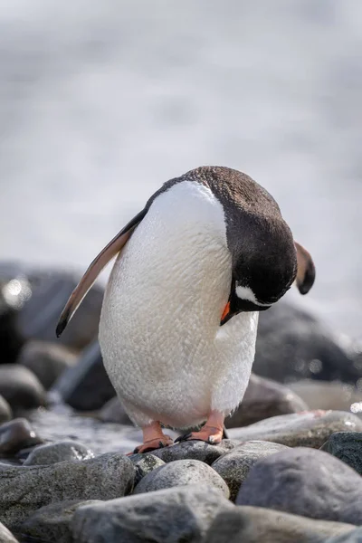 Gentoo Pingouin Tient Preening Sur Les Rochers — Photo