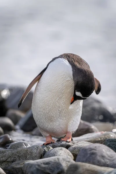 Gentoo pengueni kendini kayalara süsleyerek duruyor.