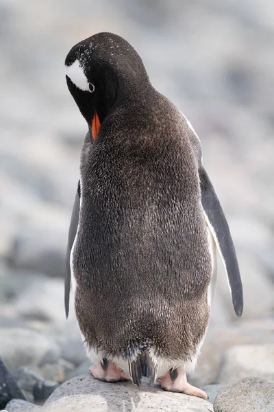 Gentoo Pinguin Steht Auf Sonnenbeschienenen Felsen — Stockfoto