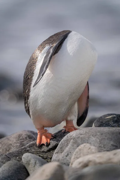 Gentoo Pingwin Stoi Preening Głową Ukryte — Zdjęcie stockowe