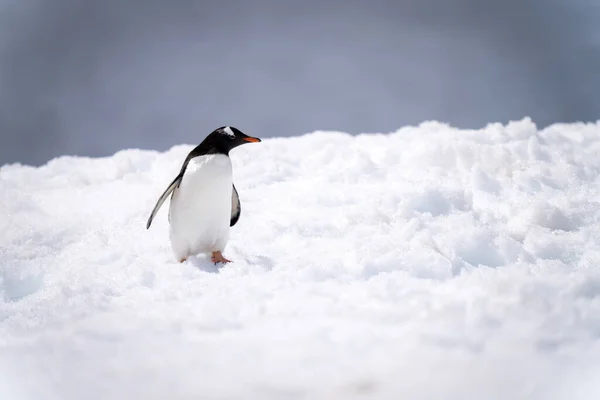 Gentoo Penguin Stands Stretching Neck Snow — стокове фото