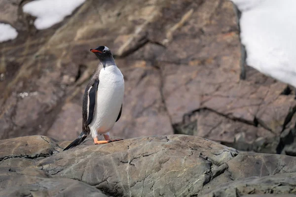 Gentoo Penguin Stands Turning Head Rock — Fotografia de Stock