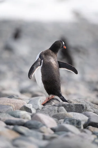 Gentoo Pinguim Fica Estendendo Rocha Iluminada Pelo Sol — Fotografia de Stock