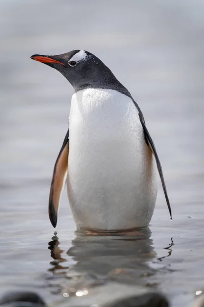 Gentoo Penguin Stands Turning Head Shallows — Fotografia de Stock