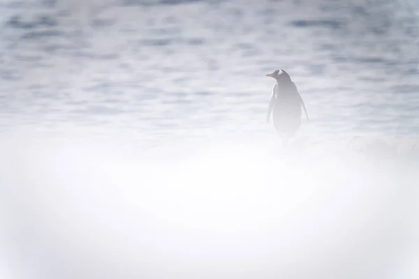 Gentoo Πιγκουίνος Στέκεται Στρίβοντας Αριστερά Στη Χιονοθύελλα — Φωτογραφία Αρχείου