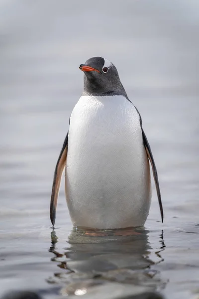 Gentoo Penguin Stands Watching Camera Shallows — стоковое фото