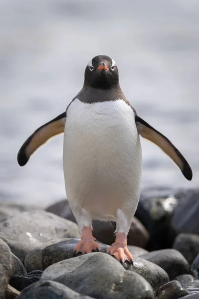 Gentoo Pingüino Para Viendo Cámara Estirando Aletas —  Fotos de Stock