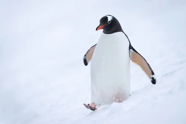 Gentoo Penguin Strides Snow Eyeing Camera —  Fotos de Stock