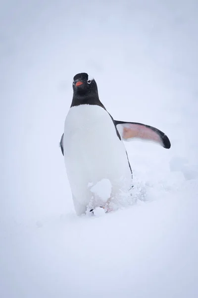 Gentoo Pinguïn Worstelt Naar Beneden Helling Door Sneeuw — Stockfoto