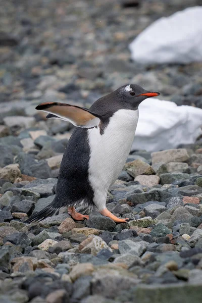 Gentoo Penguin Tiptoes Shingle Sunshine — ストック写真