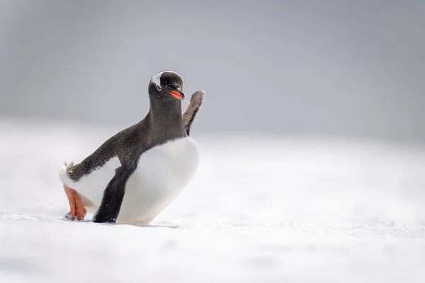 Gentoo Penguin Struggles Snow Sunshine — Foto Stock
