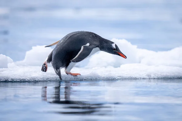 Gentoo Pinguin Taucht Ins Wasser — Stockfoto