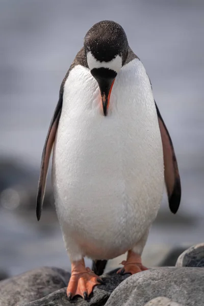 Gentoo Penguin Stands Rock Preening Neck Stock Photo