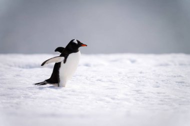 Gentoo pengueni, yüzgeçlerini uzatarak karda yürüyor.
