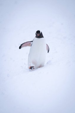 Gentoo pengueni kar yüzgecini kaldırarak yürüyor