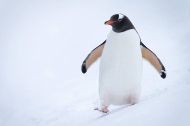Gentoo pengueni karda yamaçtan aşağı yürüyor.