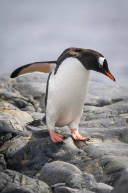 Gentoo pengueni deniz kenarındaki kayaların üzerinde paytak paytak yürüyor.