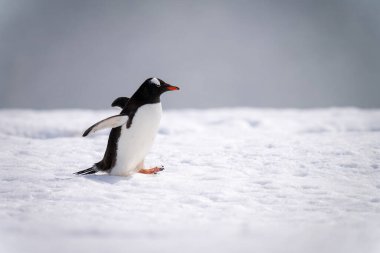 Gentoo pengueni güneşin altında yürür.