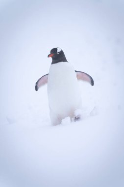 Gentoo pengueni karda yamaçtan aşağı yürüyor.