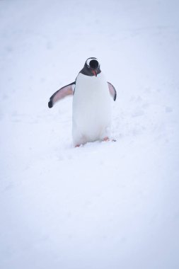 Gentoo pengueni karların arasında yürür ve aşağıya bakar.