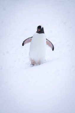 Gentoo pengueni karda yürüyor ve ayaklarını kaldırıyor.