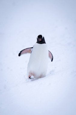 Gentoo pengueni kar üzerinde paytak paytak yürür, palet yetiştirir.