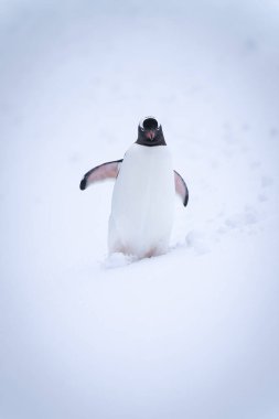 Gentoo pengueni yüzgeçlerini kullanarak karda yürüyor.