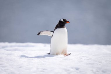 Gentoo pengueni kar gölgesinde yürüyor