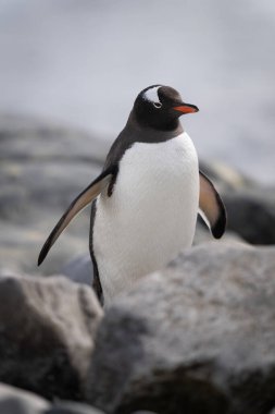 Gentoo pengueni kamerayı izlerken kayanın arkasında yürüyor