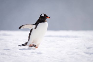 Gentoo pengueni karda yüzgeçlerini uzatarak yürür.