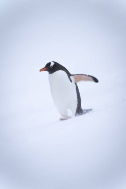 Gentoo pengueni yokuş aşağı yürür, palet kaldırır.