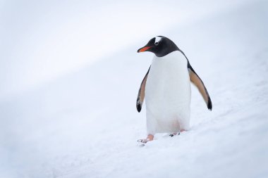 Gentoo pengueni yamaçtan aşağı iniyor.