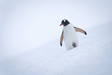 Gentoo pengueni yamaçtan aşağı iniyor.