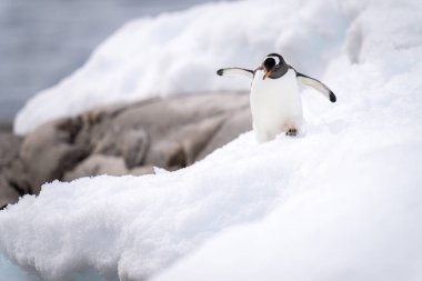 Gentoo pengueni kayaların yanında karda yürüyor