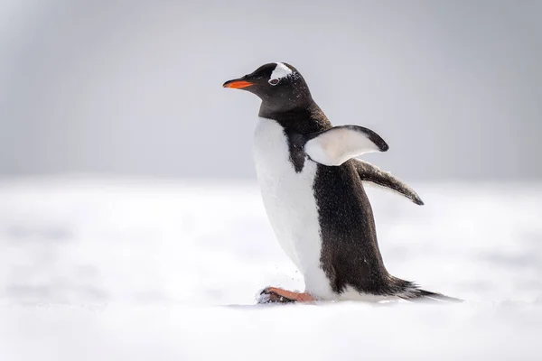 Gentoo Pingüino Menea Través Nieve Mirando Izquierda —  Fotos de Stock
